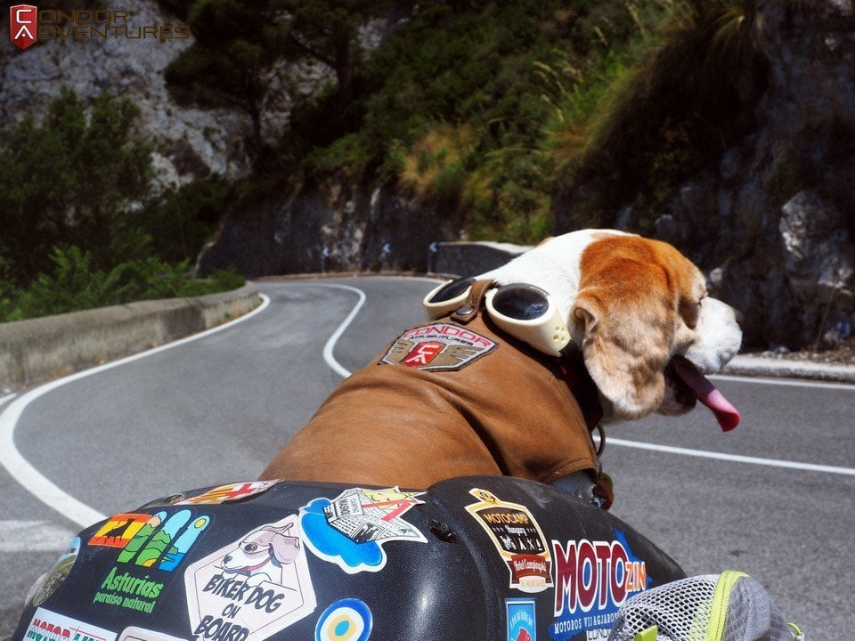 A round trip in Italy on a motorcycle with a biker dog on board – full of exciting adventures