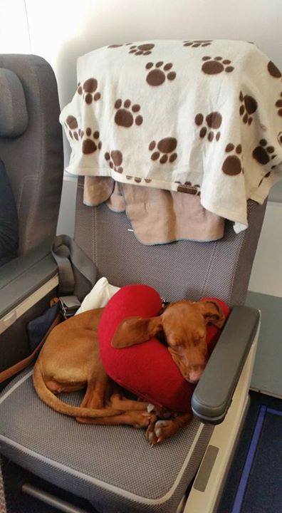 Missy, the vizsla sleeping peacefully in the cabin