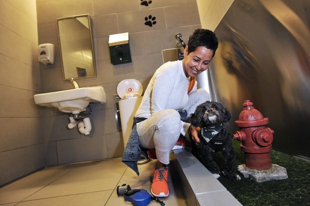 Special toilet for pets at JFK Airport