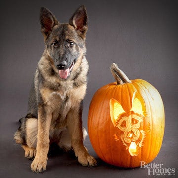 Pumpkin-Carvings of Dog - German Shepherd