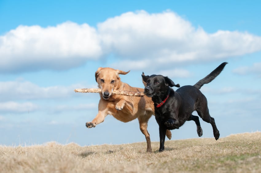 Playing and socializing with other dogs is crucial for dogs