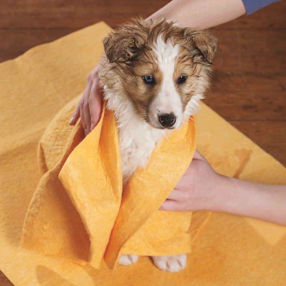 Wipe the dog’s heated body with a wet cloth or towel