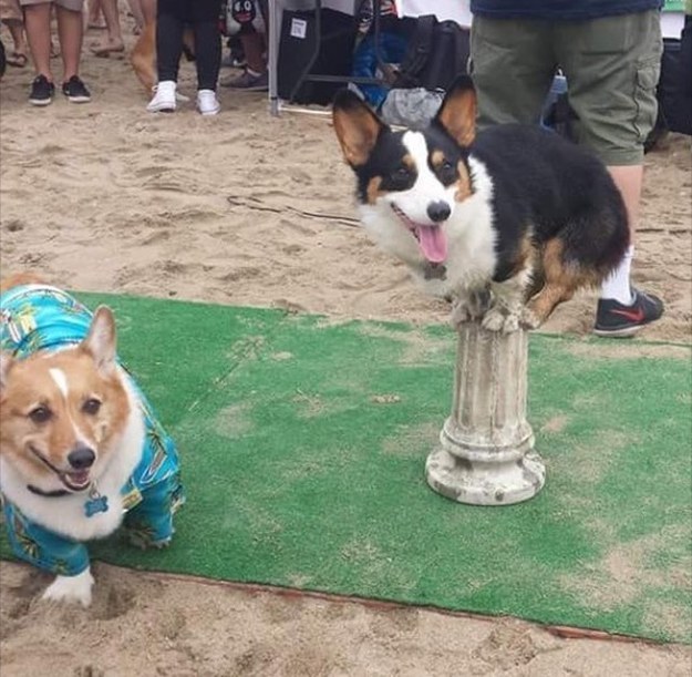 Evento reúne mais de 600 cães da raça corgi em uma praia da Califórnia -  Portal do Dog