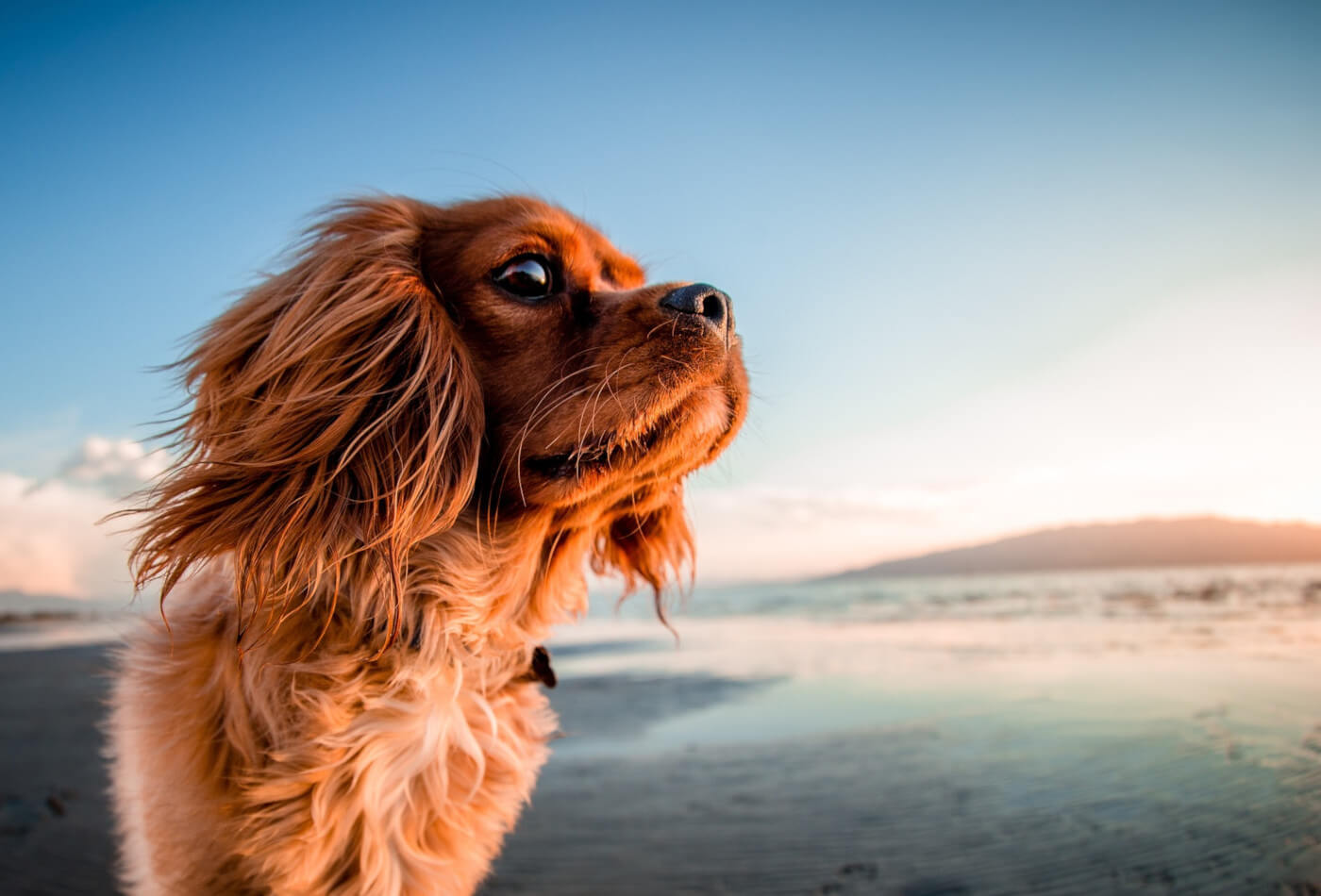 Dog bans on Cornwall's beaches are changing