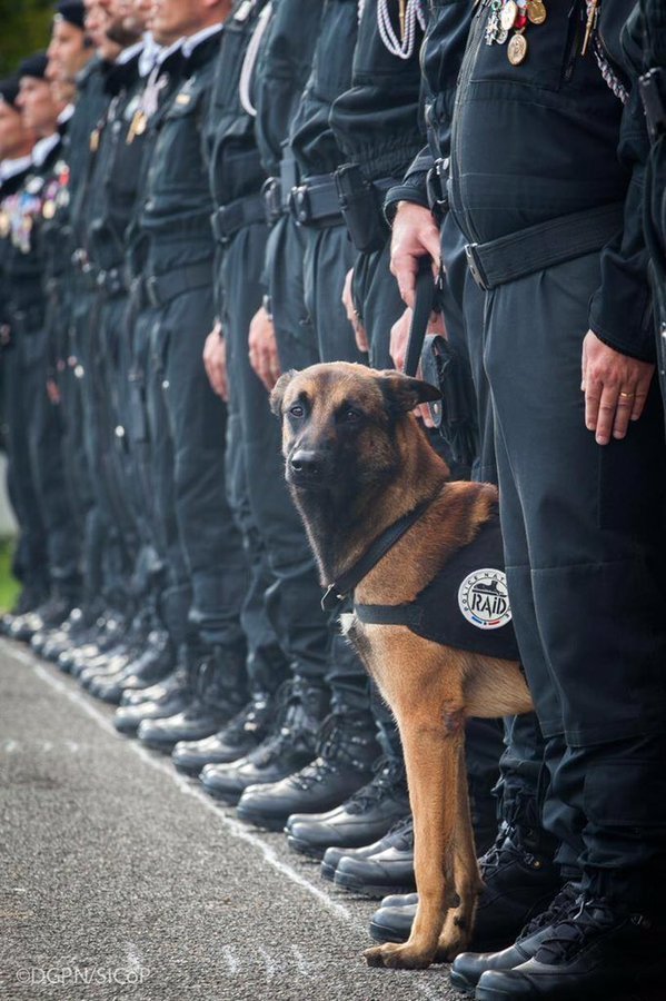 Diesel, the hero dog