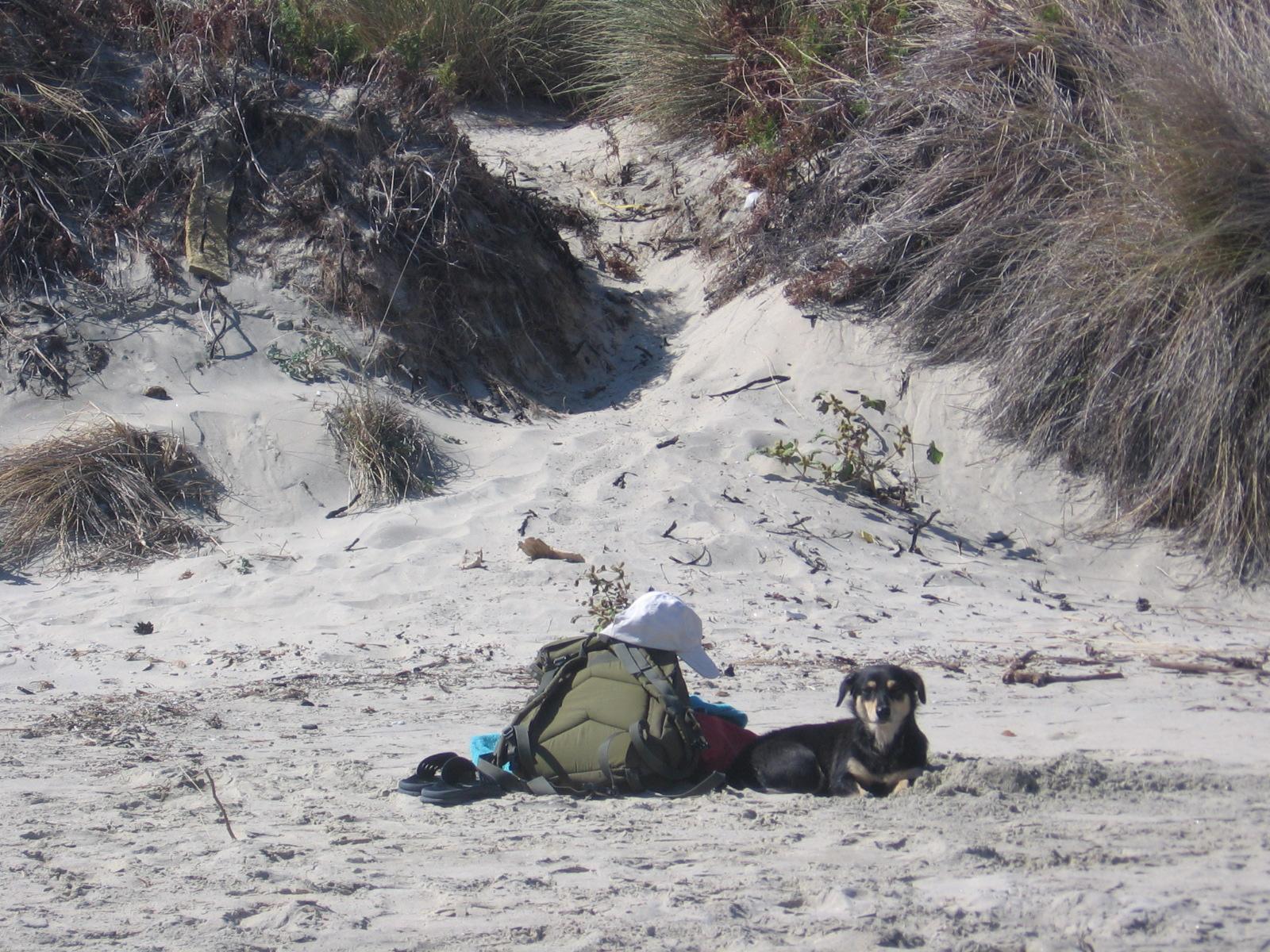 Kormi (Blacky) guarded the bags carefully, while her chosen owners were bathing in the sea