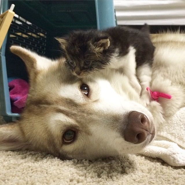 husky and kitten