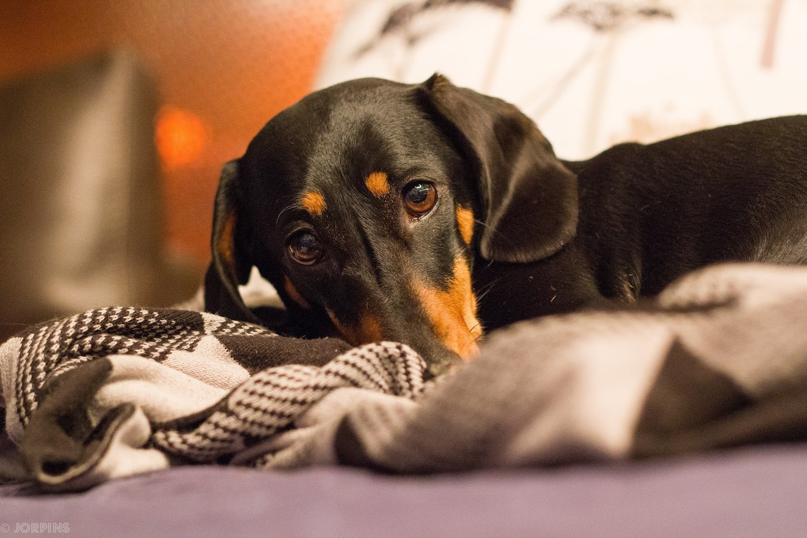 Changes in body temperature can have an effect on the dog’s behavior