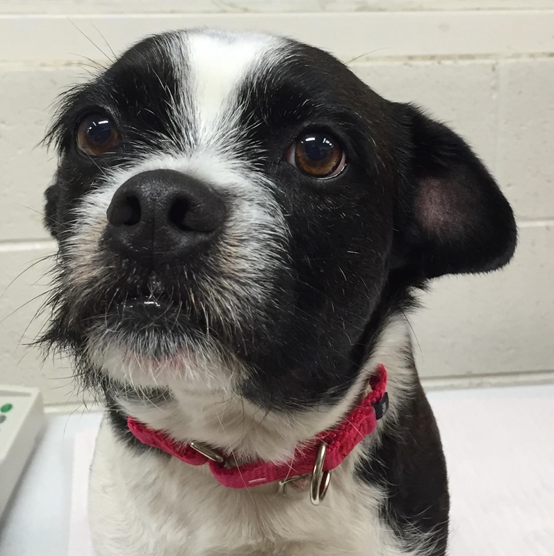 Zeus, the adventurer dog at the Dearborn Animal Shelter (Michigan)