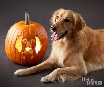 Pumpkin-Carvings of Dog - Golden Retriever