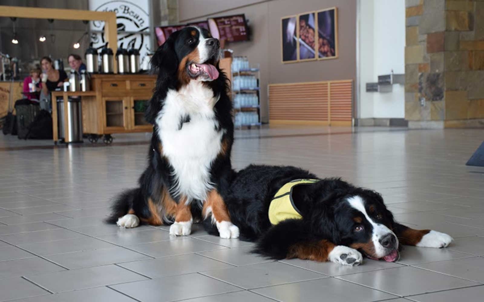 The Berner Brigade: Gus and Bailey at the Will Rogers Airport (Oklahoma City)