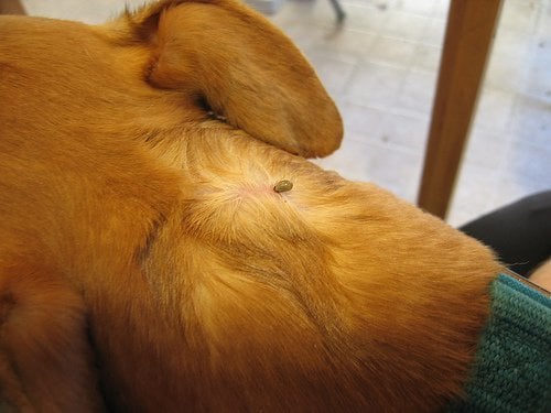 Ticks can hide under and around the collar