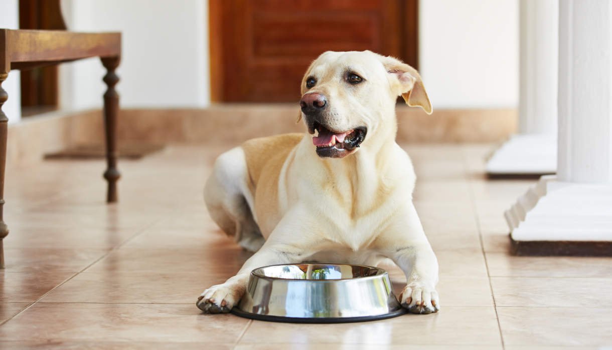 Dogs instinctively know how much water their bodies need