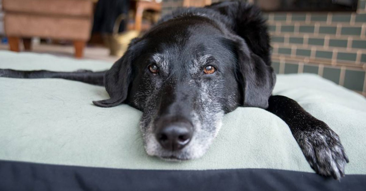 my dog scratches his bed