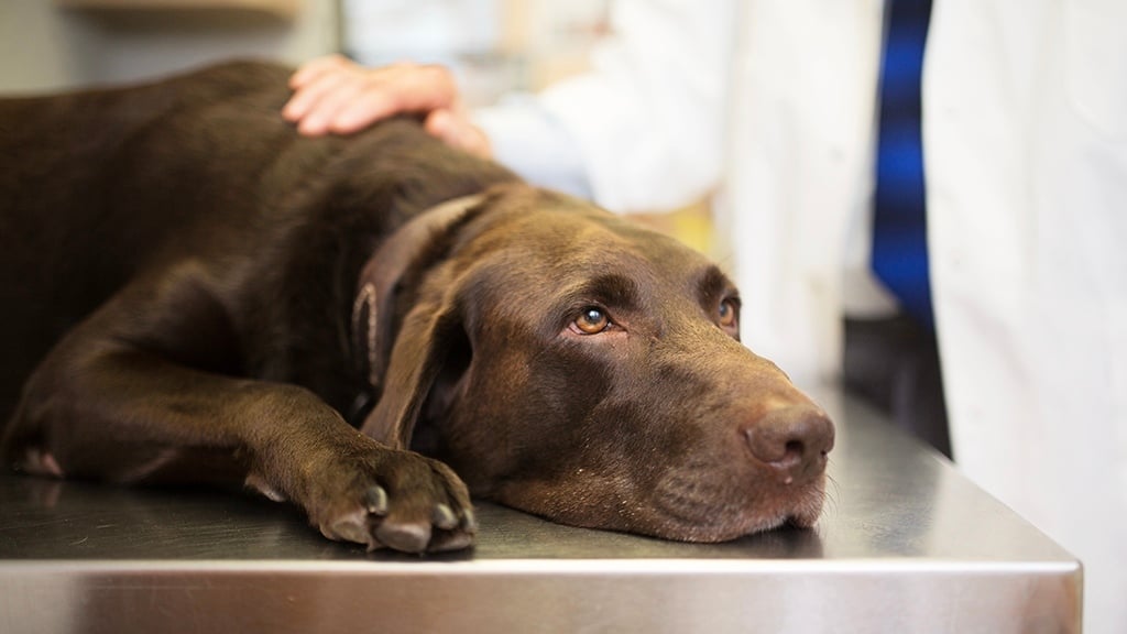 Canine Coronavirus - visit the vet if your dog shows symptoms
