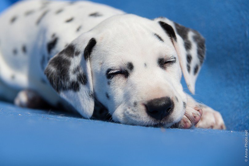 A peaceful and quiet sleep is essential for both puppies and adult dogs