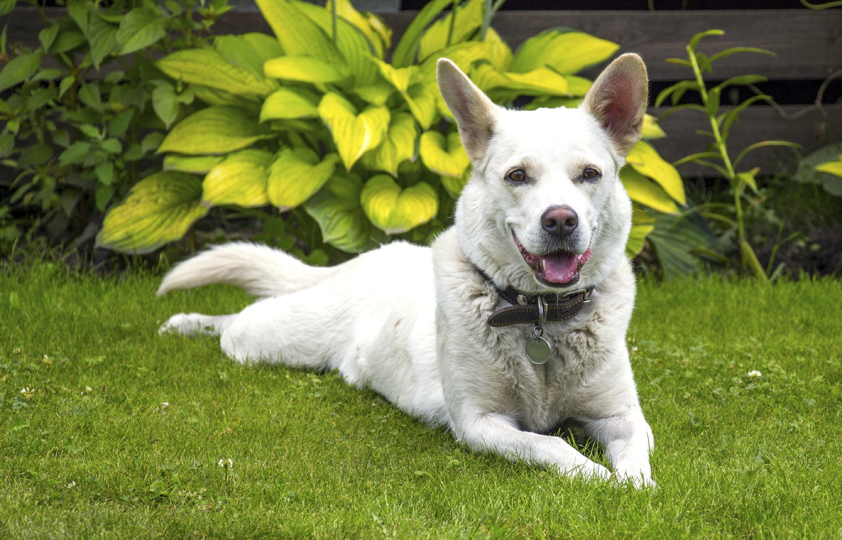 Cut your grass short to keep the ticks away