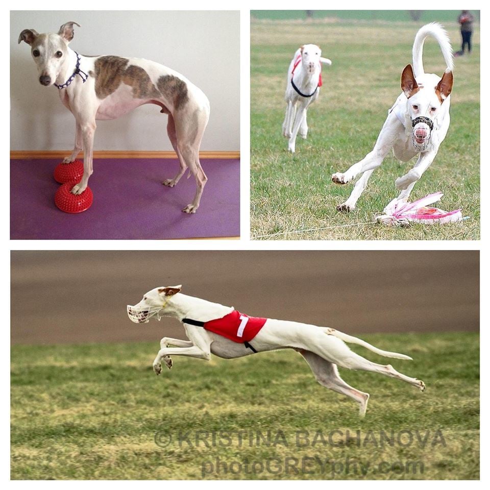 DogFitness for Sighthounds