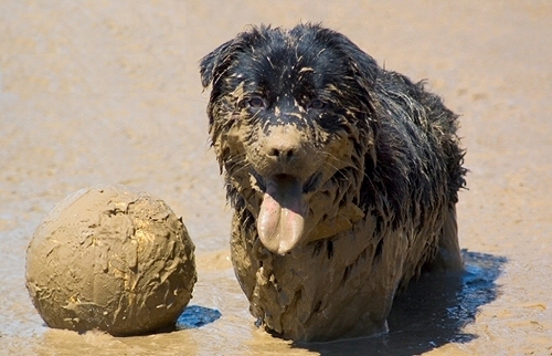 Mud can be fun for dogs but not for their owners