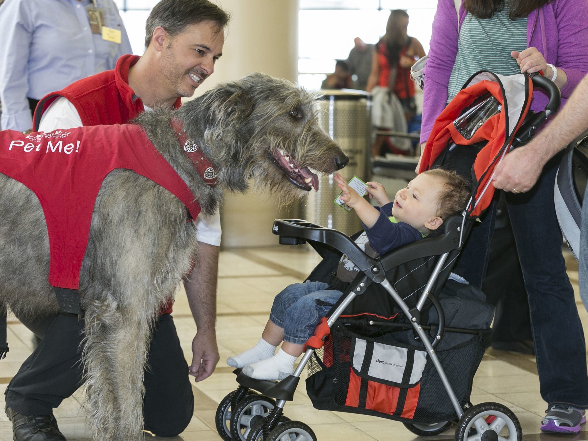 Even the youngest passengers are happy to meet the therapy dogs at the airport. (Finn, the Irish Wolfhound)