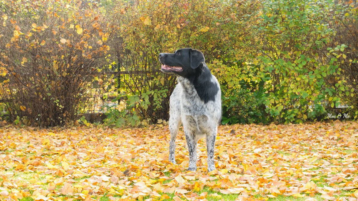 Pay attention to collecting fallen leaves in our garden, all year round