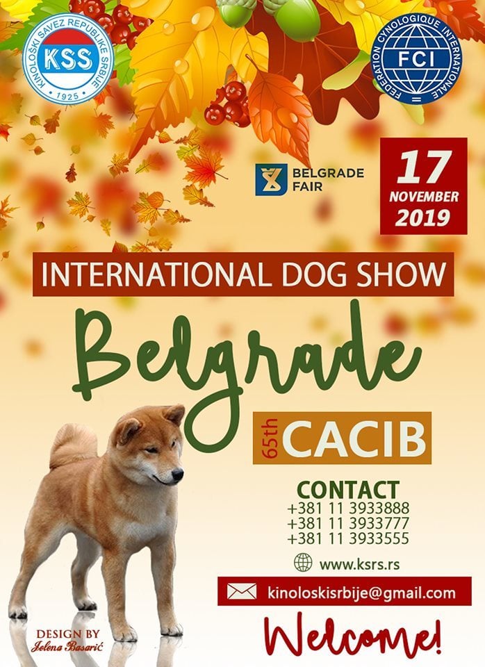 65th International Dog Show CACIB Belgrade, 17 November 2019