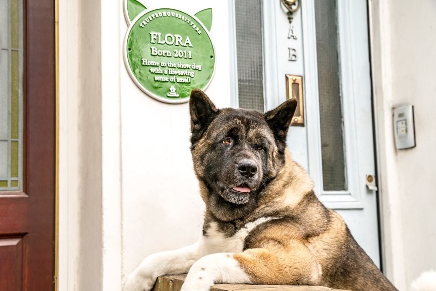 Flora the Akita - Before meeting Flora, Robert, her owner, was diagnosed with cardiac syncope. The condition causes temporary loss of consciousness and can consequently lead to near-fatal situations. Fortunately for Robert, as well as becoming a multi-awa
