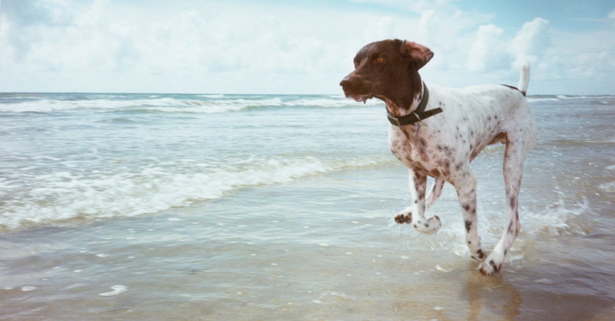 Going to the dog beach – 4 tips for an unclouded experience