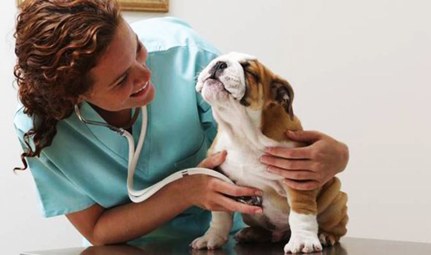 Take your dog to the vet for regular checkups