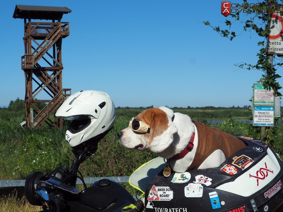 Dog on motorcycle