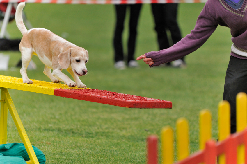 Agility, jogging, swimming... Dogs need regular exercise