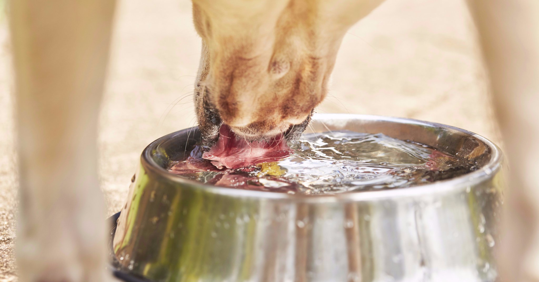 Dogs should always have access to fresh – but not too cold – water