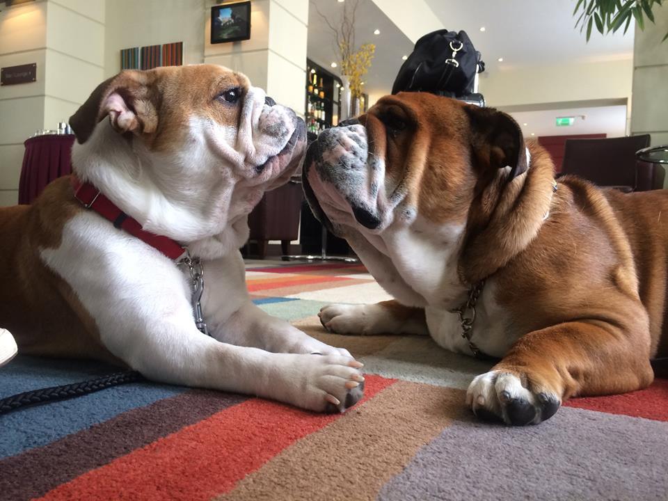 Coconut and Roscoe, the famous F1 Bulldogs