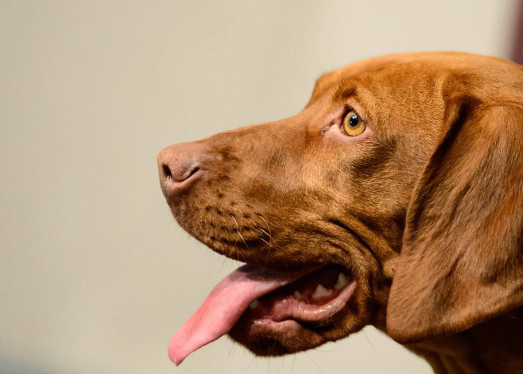 Matka, the Vizsla watches carefully