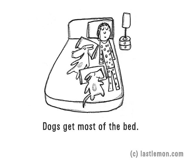 Dogs get most of the bed.