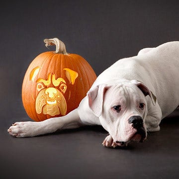 Pumpkin-Carvings of Dogs - American Bulldog