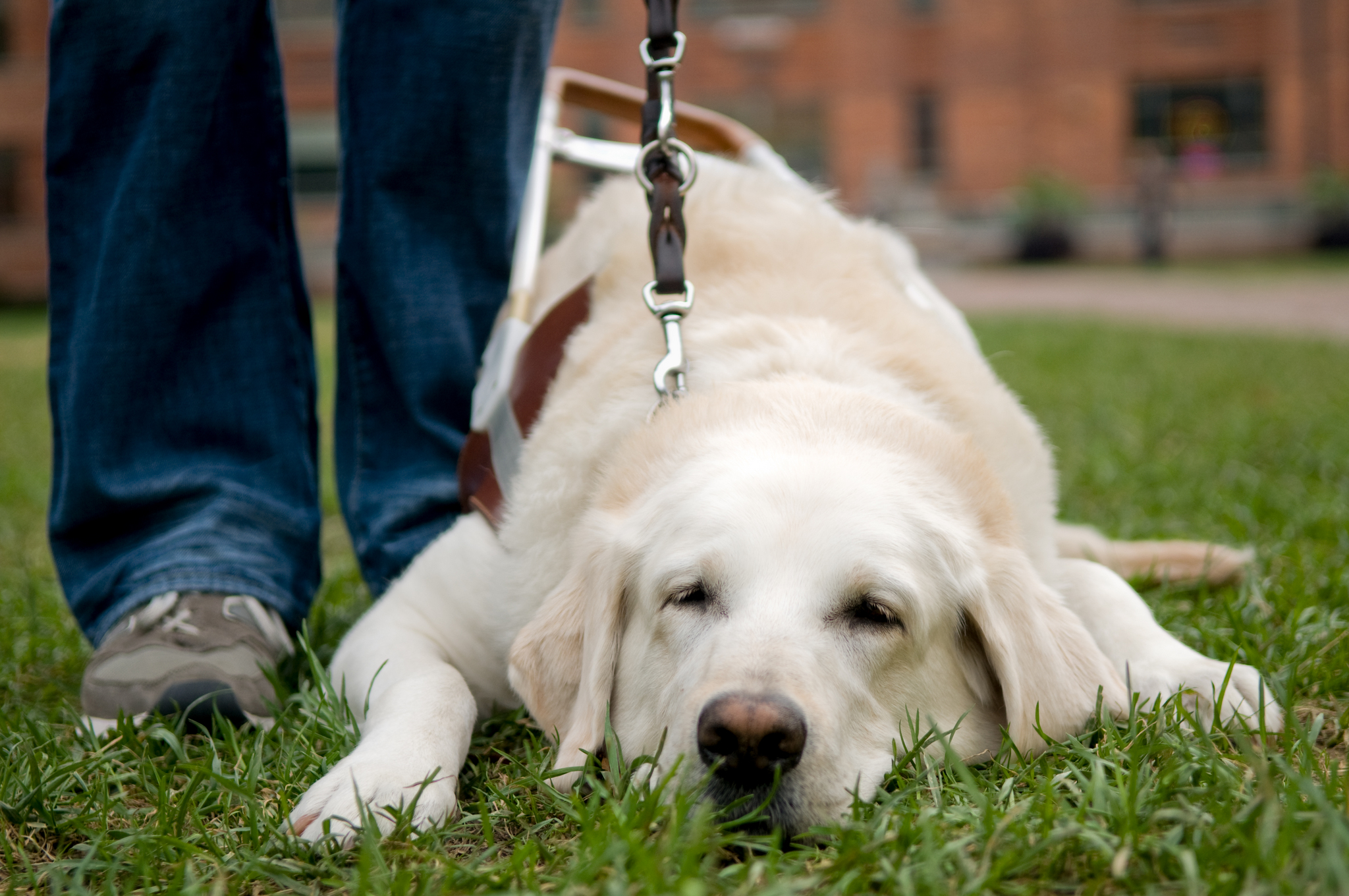 A nyugdíjas vakvezető kutya - hosszú órákat fog majd pihenéssel tölteni