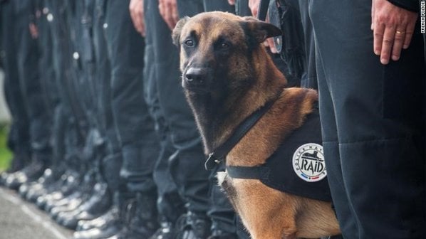 Diesel, the 7-year-old police dog died in the raid in Paris, France