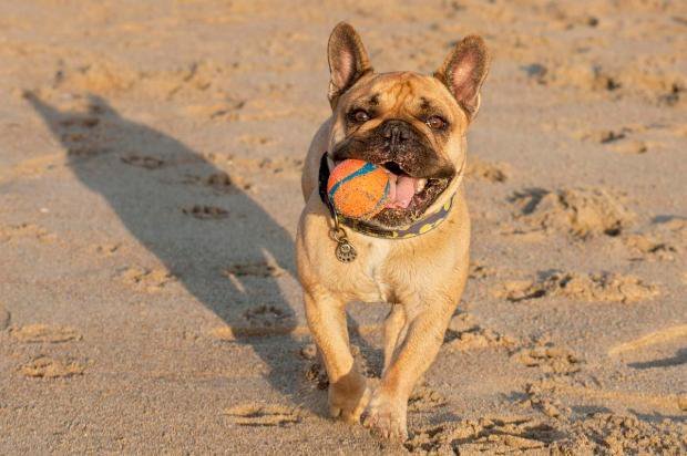 Short-nosed dog breeds need extra attention on hot days