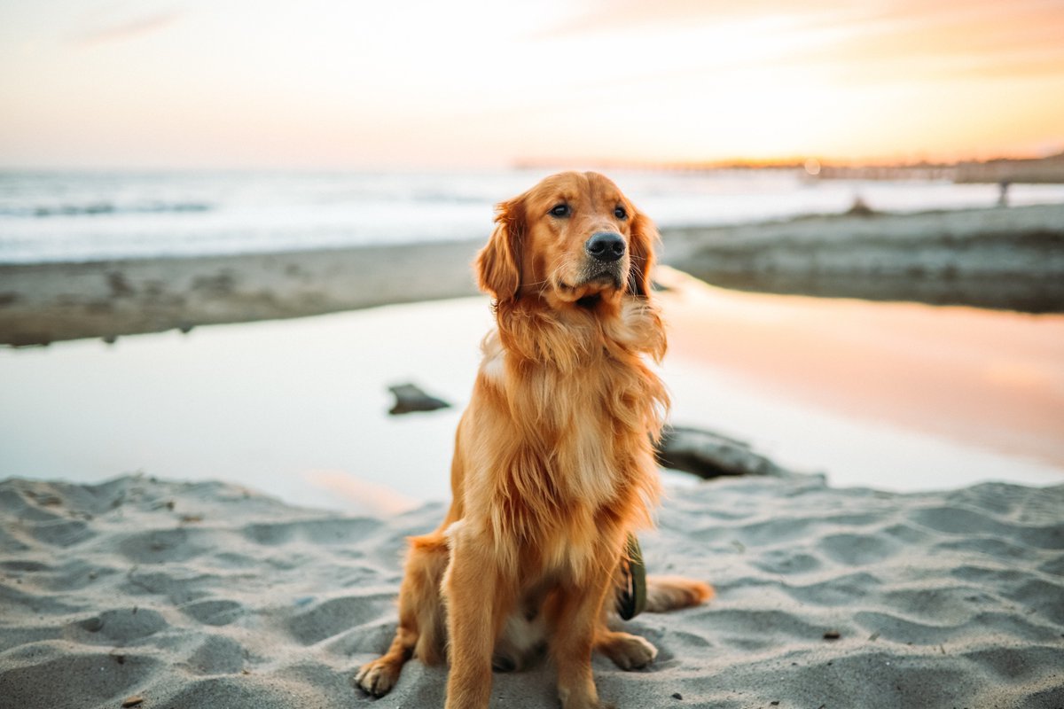 Cornwall - dog beach restrictions are limited to certain times of the year