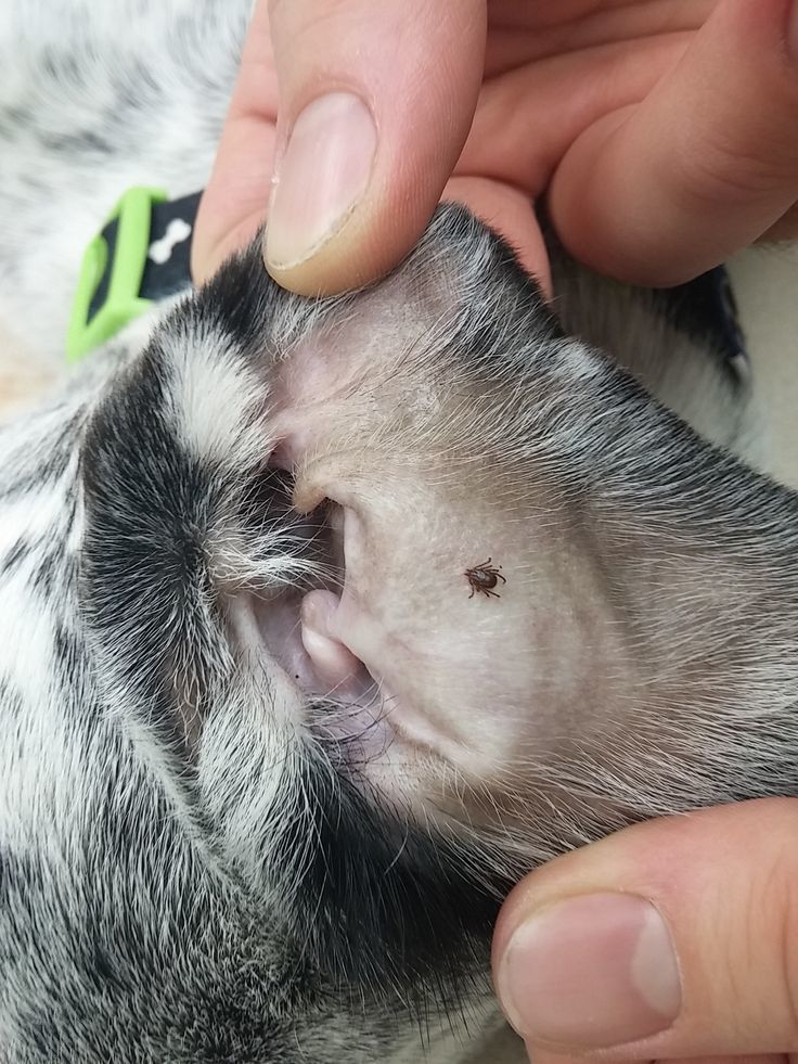 A tick on a dog’s ear