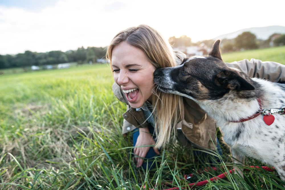 why-does-your-dog-lick-you-useful