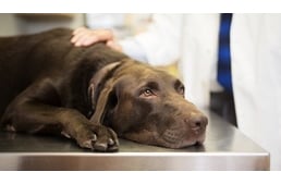 Coronavirus – Is My Dog in Danger?