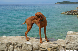4+1 dog friendly beaches in the Island of Krk 4+1 dog friendly beaches in the Island of Krk