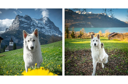 Follow This Beautiful White Dog On A Magical Journey In The Alps