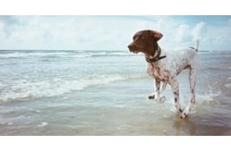 Going to the dog beach – 4 tips for an unclouded experience