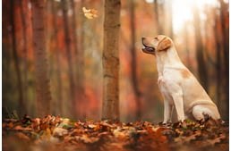 Autumn is here and so are some difficulties for dog owners