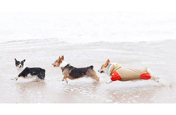 More Than 600 Corgis Had A Beach Party