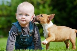 The beneficial effects of dog kisses