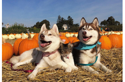 The healing power of love – a Husky adopted an orphaned kitten